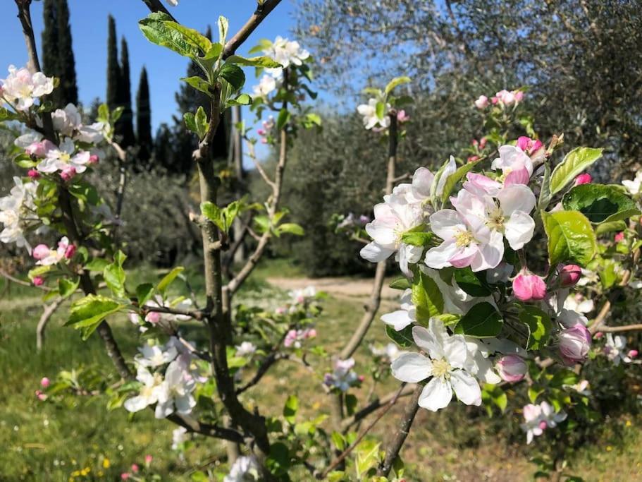La Vigna Agriturismo Villa Siena Eksteriør billede