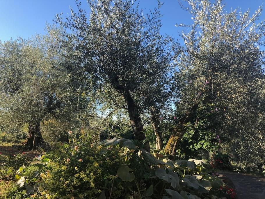 La Vigna Agriturismo Villa Siena Eksteriør billede