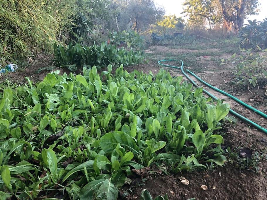 La Vigna Agriturismo Villa Siena Eksteriør billede